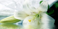 banner-1