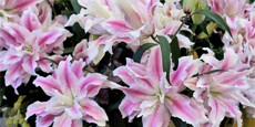 banner-2