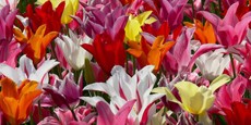 banner-3